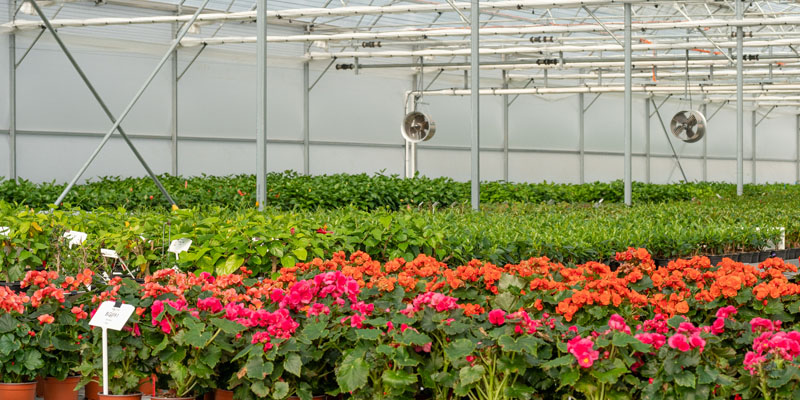 Interior of a large greenhouse with many plant varieties, orange and pink flowers in the foreground with green crops in the background