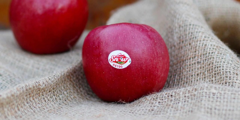 Two red crimson snow apples