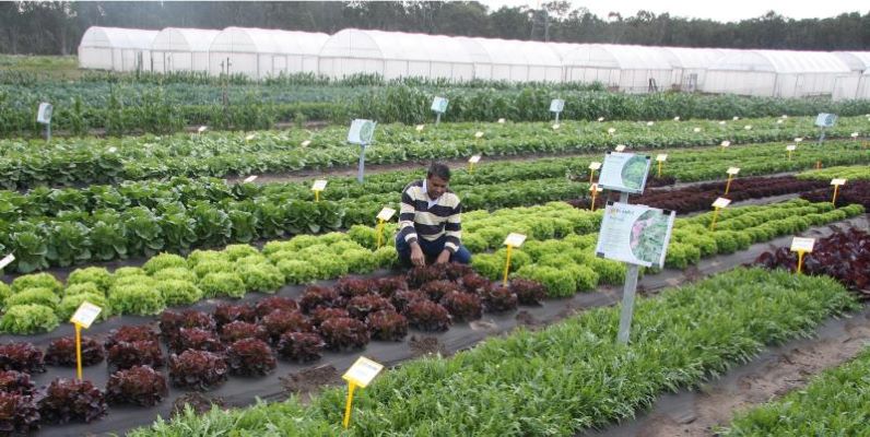 Plant Breeders Rights examiner Ali Bhatti inspects plant varieties in aisle of new plants on a farm