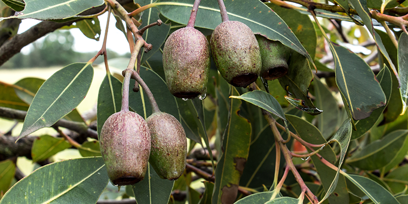 Clusters of bell-shaped eucalyptus gum nuts hanging from branches among green leaves.