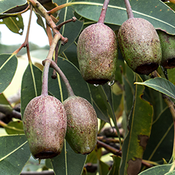 Clusters of bell-shaped eucalyptus gum nuts hanging from branches among green leaves.