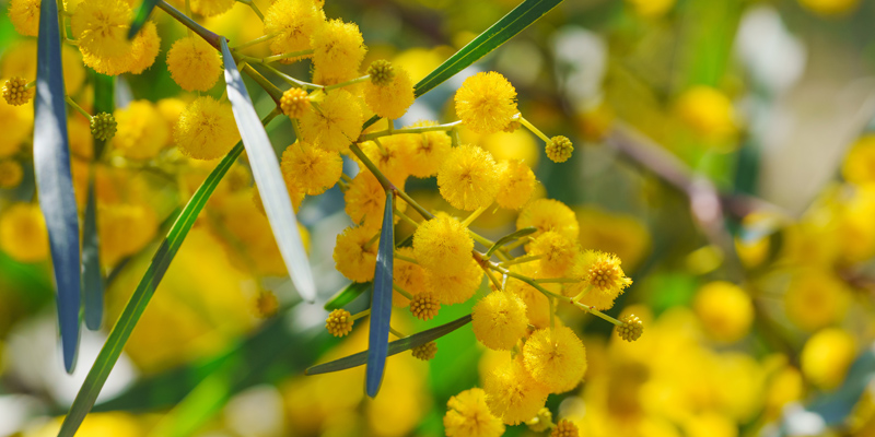 Yellow wattle flowers
