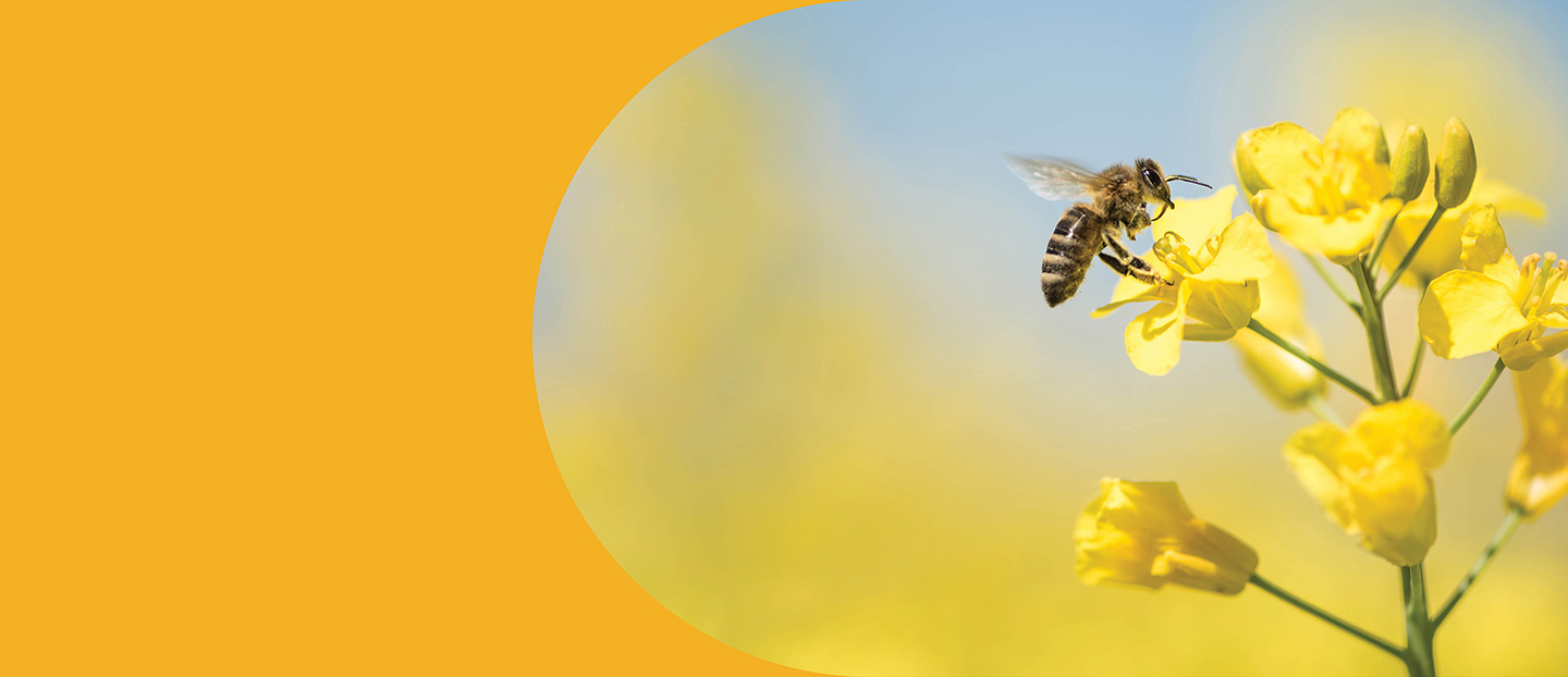 Decorative header image